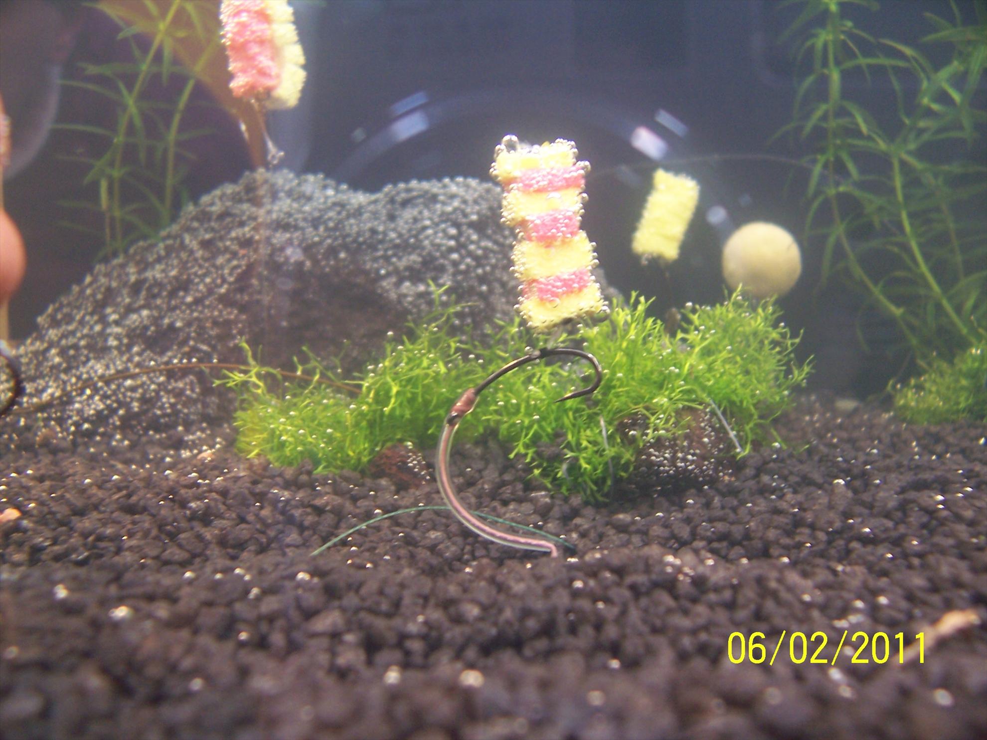 rig& baits - 1003761.JPG